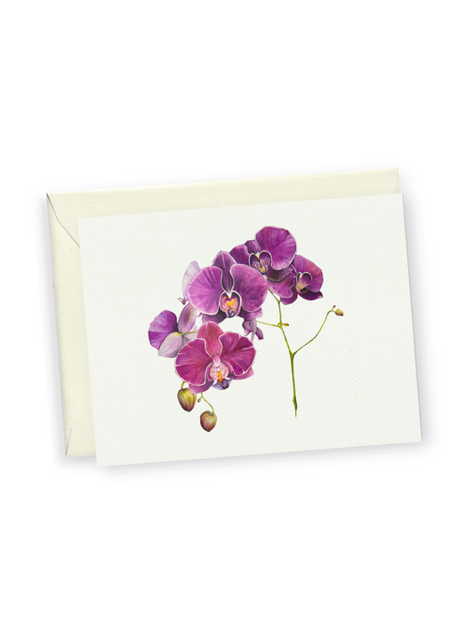 Purple Orchid