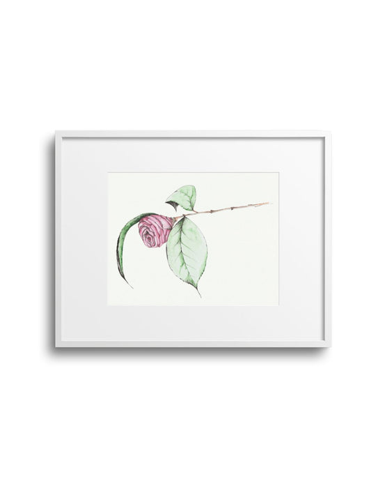 Camellia No.4 Giclee Print