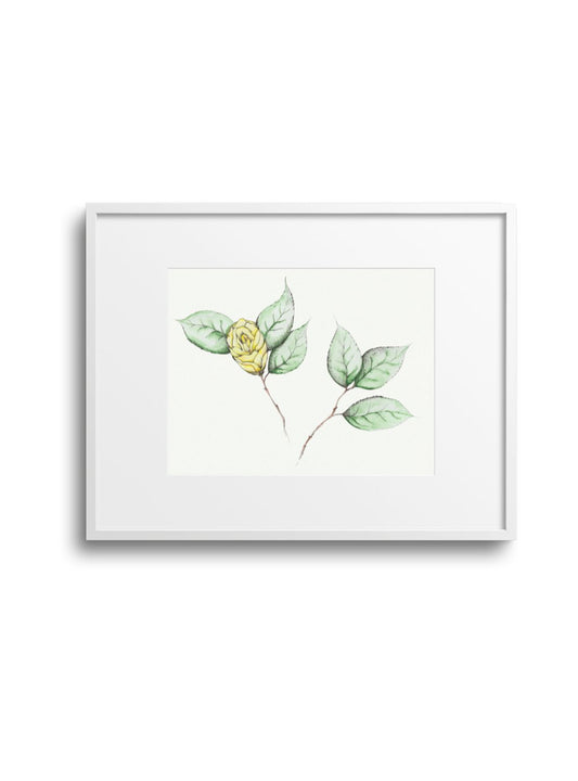 Camellia No.6 Giclee Print