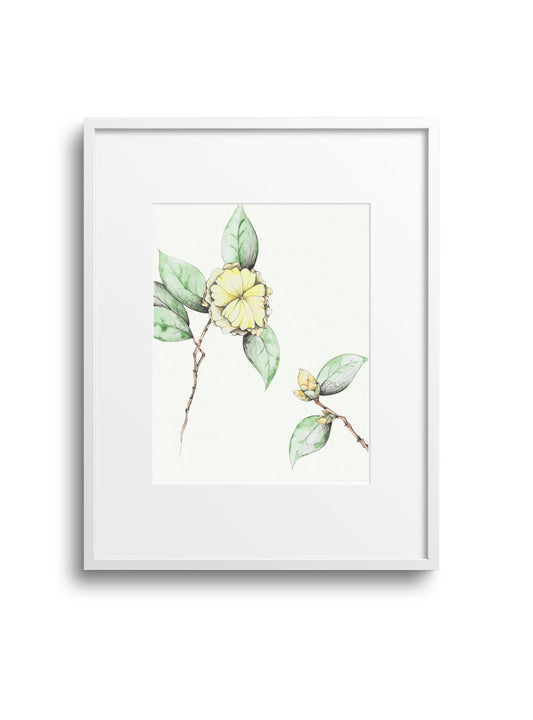 Camellia No.8 Giclee Print