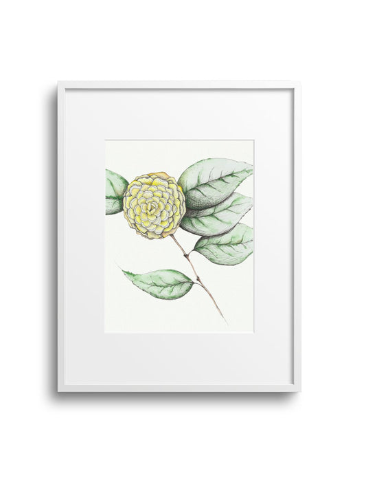 Camellia No.5 Giclee Print