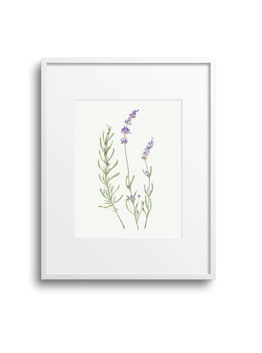 Lavender Giclee Print