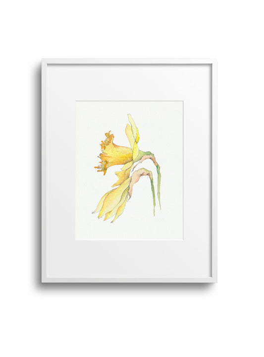 Daffodil No.2 Giclee Print