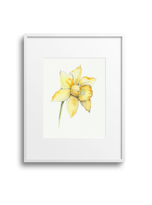 Daffodil No.1 Giclee Print