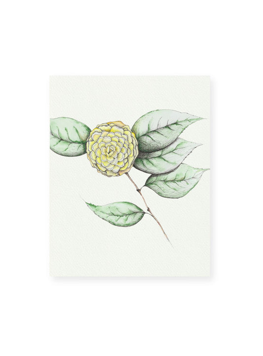 Camellia No.5 Giclee Print