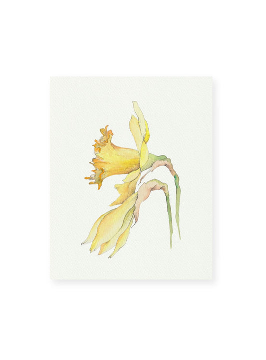 Daffodil No.2 Giclee Print