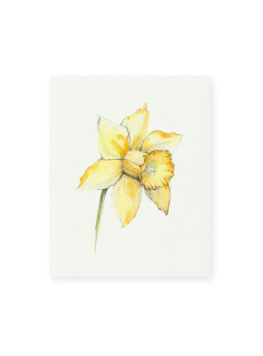 Daffodil No.1 Giclee Print