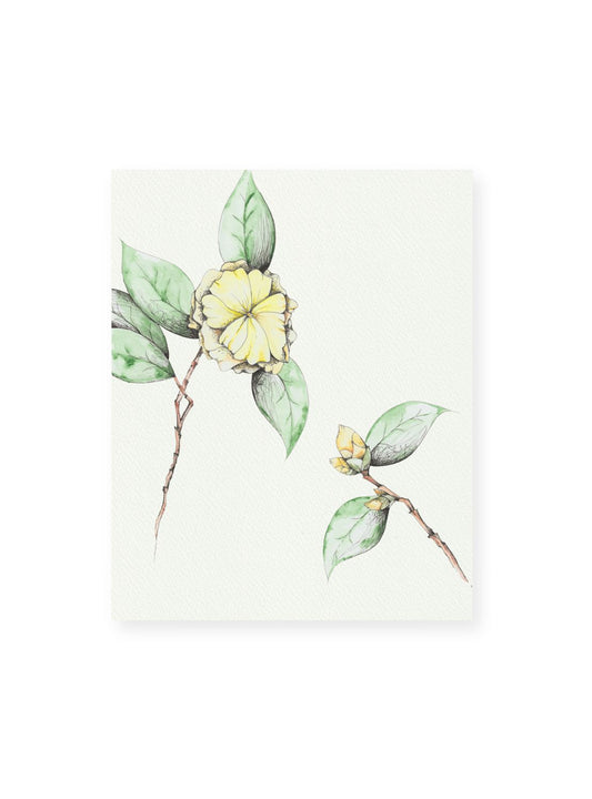 Camellia No.8 Giclee Print