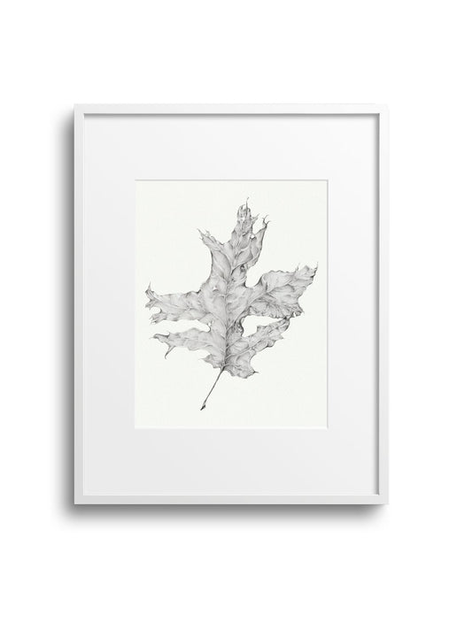 Graphite Leaf No.2 Giclee Print